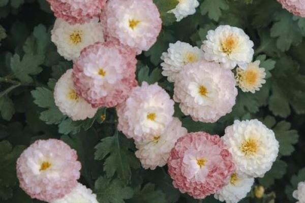 狮子座喜欢什么花 狮子座喜欢的花及幸运颜色