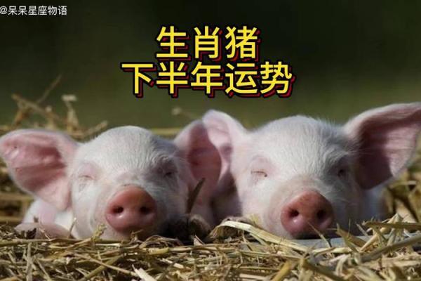 71年属猪2025年运势如何 2025年71年属猪人运势详解财运事业健康全解析