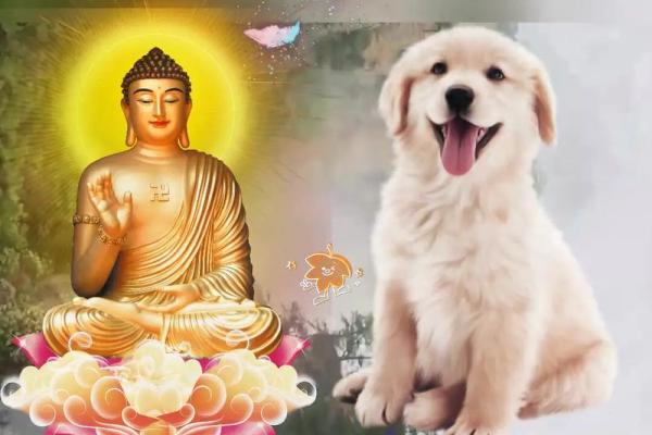 1994年属狗几月命苦_1994年属狗几月命苦揭秘命运转折的关键月份