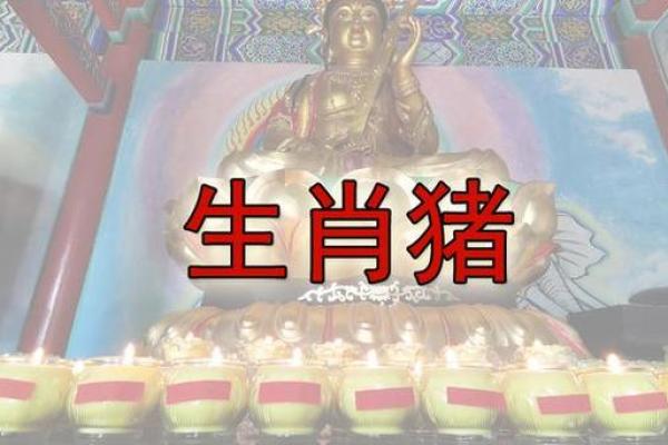 1971年属猪2024年运势及运程_1971年属猪男2025年全年运势