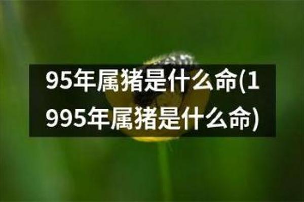 95年属猪最佳婚配属相_95年属猪最佳婚配属相是什么属相