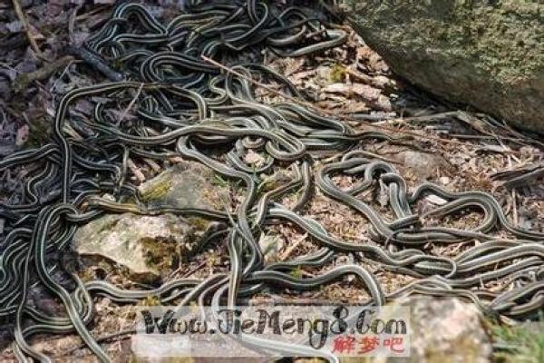 已婚女人梦见蛇运气好吗